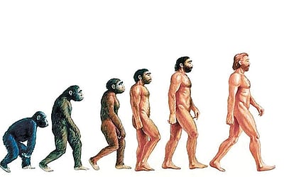 மனித பரிணாமம்