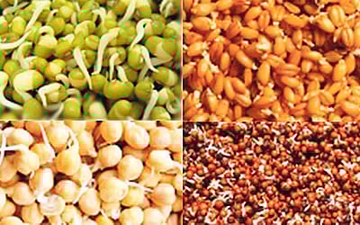 பலமளிக்கும் முளைகட்டிய தானியங்கள்