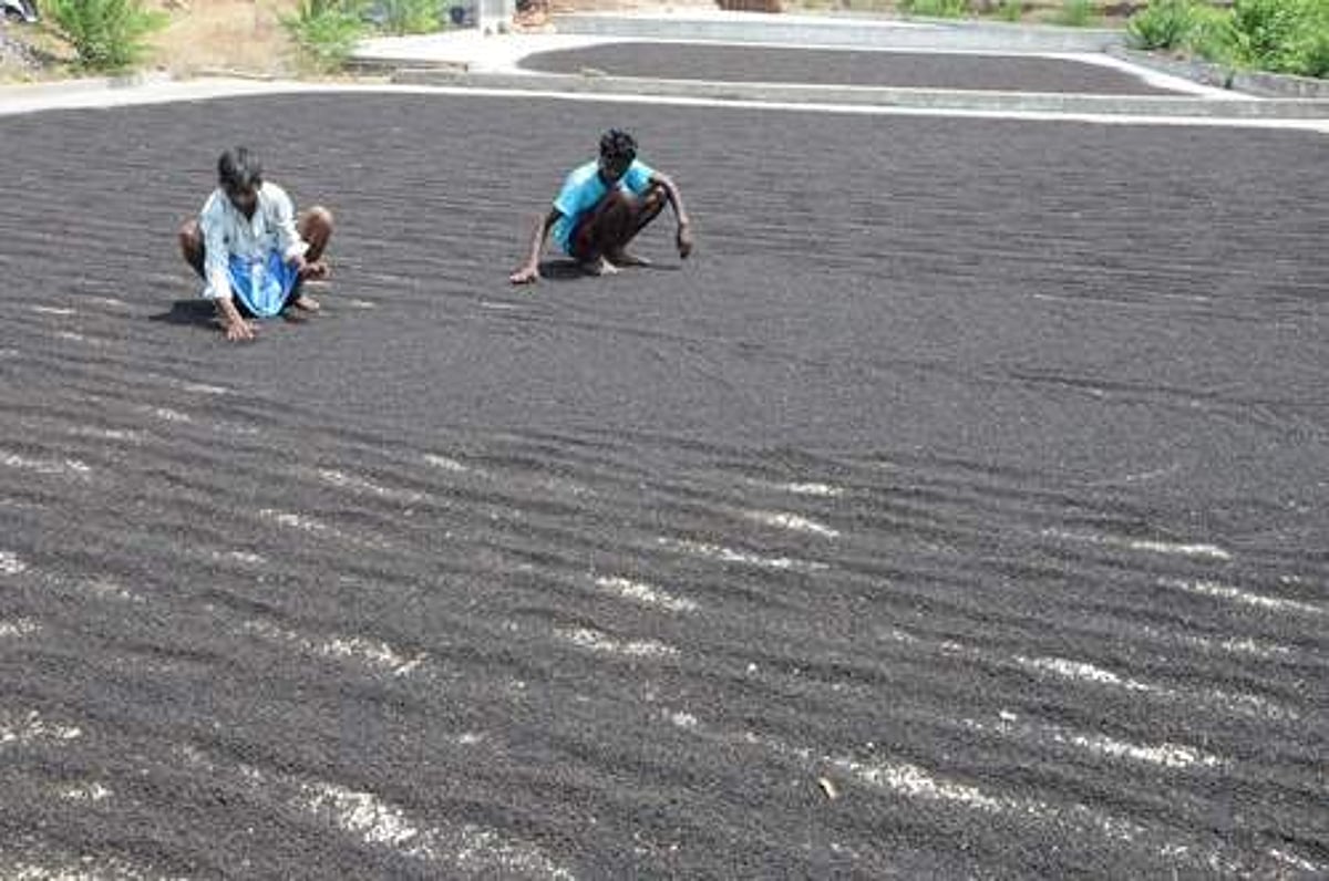 கொல்லிமலை மிளகுக்கு புவிசார் குறியீடு?- பழங்குடியின விவசாயிகள் எதிர்பார்ப்பு