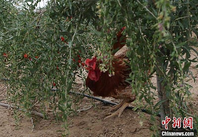 வறுமை ஒழிப்புக்கு உதவும் கோழி வளர்ப்பு