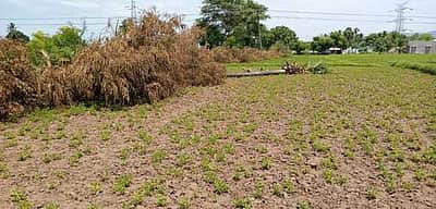 இரு தரப்பு தகராறு: 74 மரங்கள் அழிப்பு