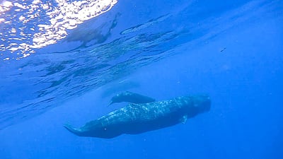 தென் சீனக் கடற்பகுதியிலுள்ள விந்து திமிங்கலங்கள்