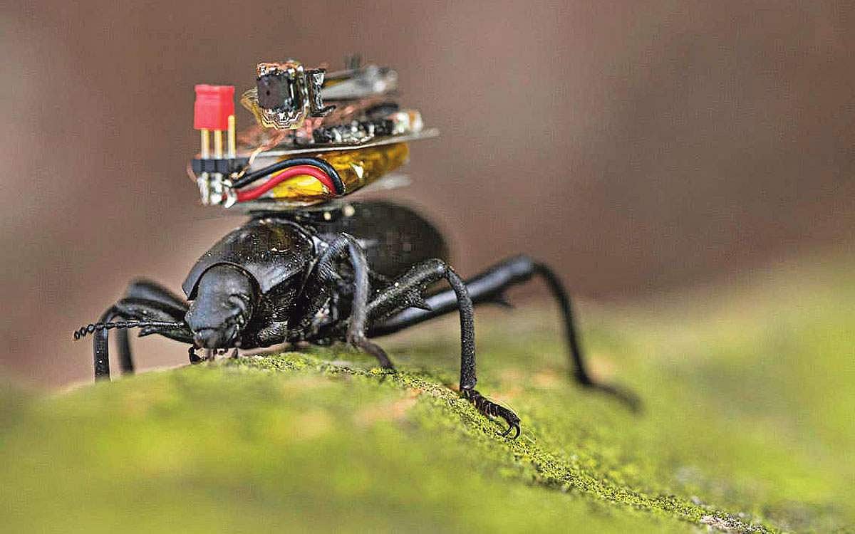 வண்டின் முதுகில் கேமரா!