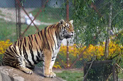 ஹெய்லொங்ஜியாங்கிலுள்ள புலிகள் வனப் பூங்கா