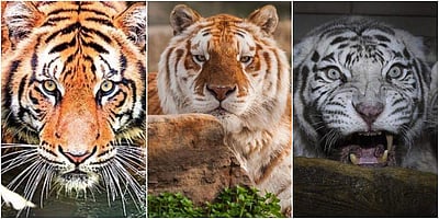 சர்வதேசப் புலிகள் தினம் - புகைப்படங்கள்