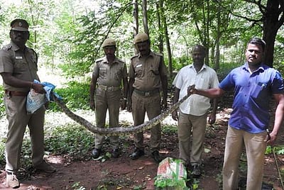 வாழப்பாடி அருகே 7 அடி நீள ராட்சத மலைப்பாம்பு பிடிபட்டது