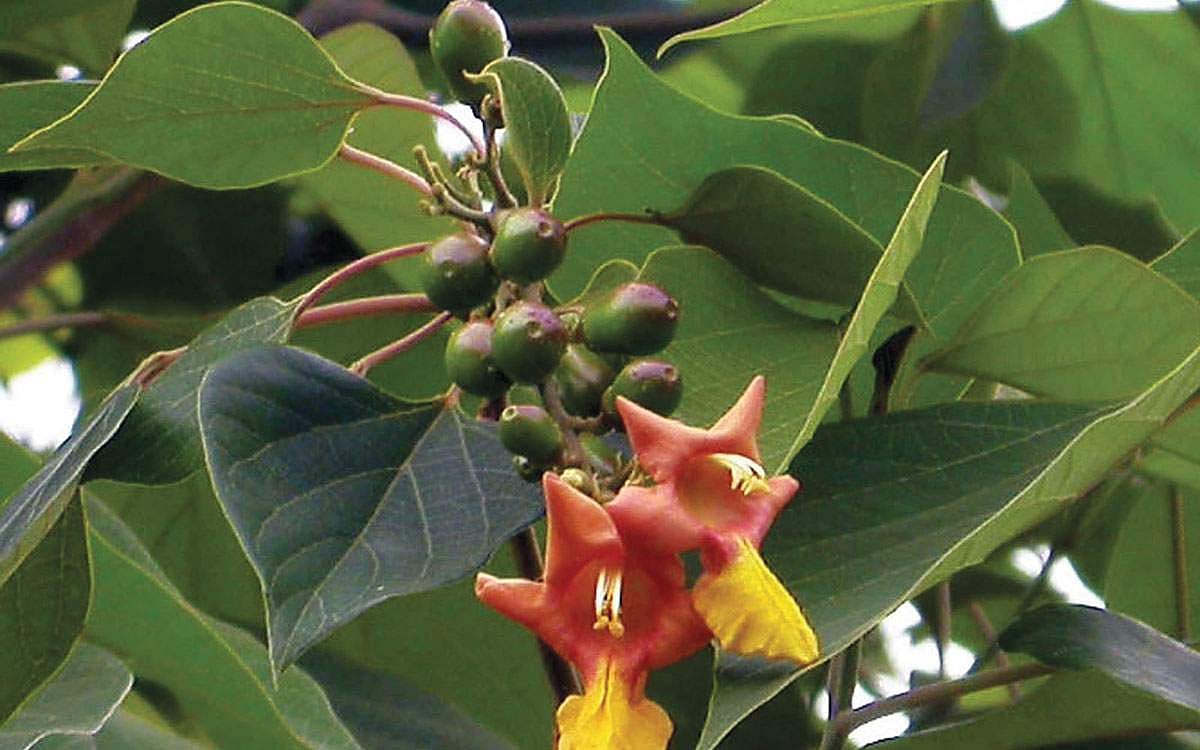 மரங்களின் வரங்கள்!: தேனீக்களின் நண்பன் குமிழம் மரம்