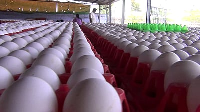 முட்டை விலை 10 காசுகள் உயா்வு