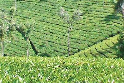 ரயில் சேவை, சுற்றுலாவுக்கான தடை தொடரும்