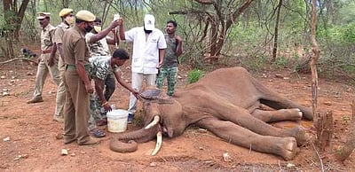 மேட்டுப்பாளையம் வனச்சரகத்தில் காட்டு யானைகளுக்குள் சண்டை: ஒரு யானை உயிரிழப்பு