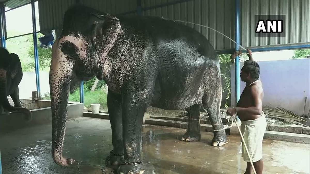 கரோனா: பசியில் தவிக்கும் வளர்ப்பு யானைகள்