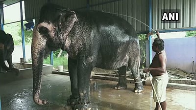 கரோனா: பசியில் தவிக்கும் வளர்ப்பு யானைகள்