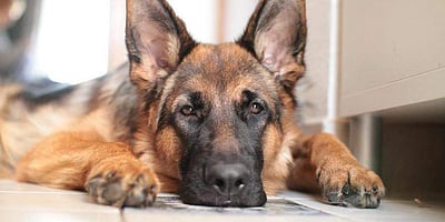 வீட்டில் வளா்க்க 23 நாய் இனங்களுக்கு தடை