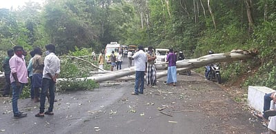 கொடைக்கானலில் பலத்த காற்றுடன் மழை: மரம் விழுந்து போக்குவரத்து பாதிப்பு