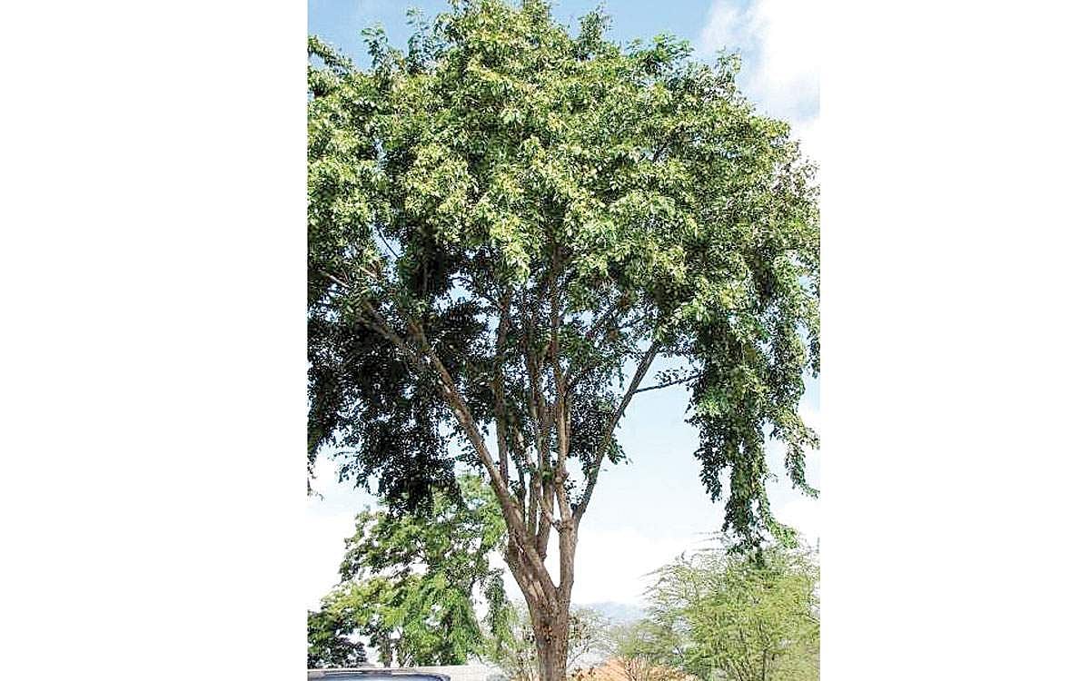 மரங்களின் வரங்கள்!