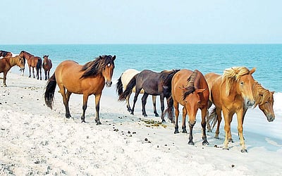 குதிரை கடற்கரை!