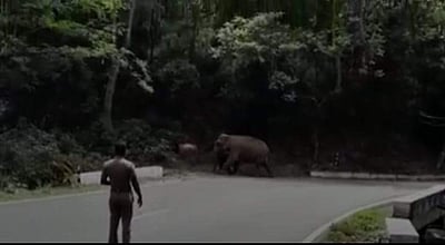 நீலகிரியில் யானைகள் நடமாட்டம்: இரவு நேரங்களில் மக்கள் வெளியே வரவேண்டாம் என எச்சரிக்கை