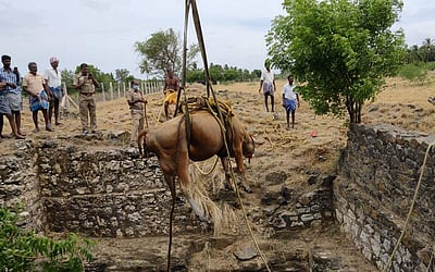 தாராபுரம் அருகே கிணற்றில் விழுந்த பசுமாடு உயிருடன் மீட்பு