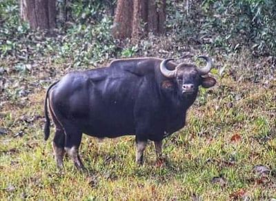 வாழப்பாடி அருகே காட்டு மாடு முட்டி விவசாயி பலி