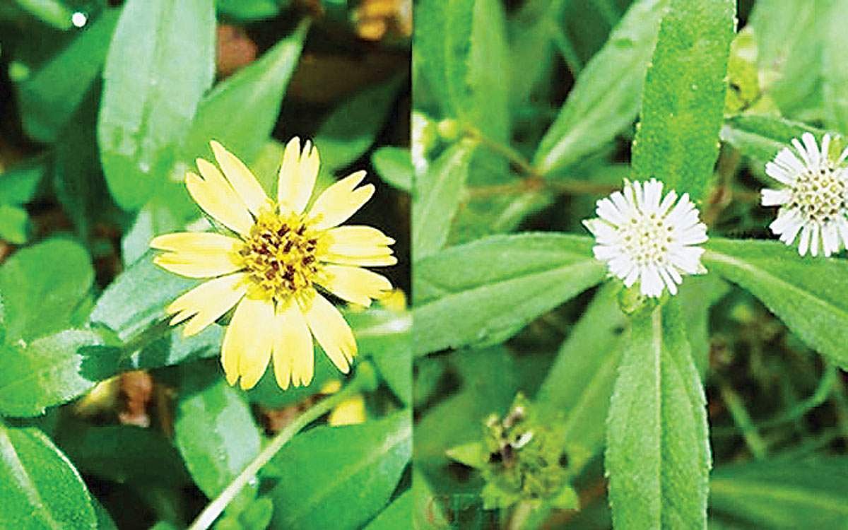 கரிசலாங்கண்ணியின் மருத்துவப் பயன்கள்!