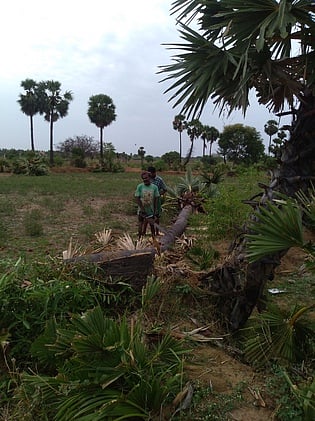 பனை மரங்களை வெட்டி அழிப்பதை தடைவிதிக்கக் கோரிக்கை