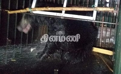 முண்டந்துறை அருகே 10ஆவது கரடி சிக்கியது