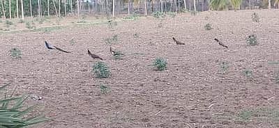 தம்மம்பட்டி அருகே கொல்லிமலை அடிவார ஊர்களில் இரைதேடிவரும் மயில்கள் - சரணாலயம் அமைக்கப்படுமா?