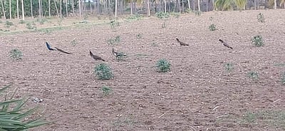 தம்மம்பட்டி அருகே கொல்லிமலை அடிவார ஊர்களில் இரைதேடிவரும் மயில்கள் - சரணாலயம் அமைக்கப்படுமா?