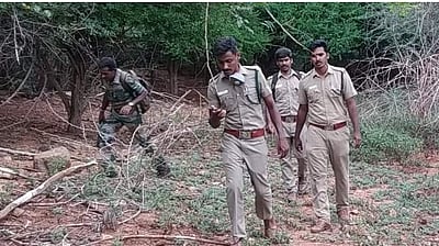 சிறுமுகை வனத்தில் காட்டுயானைகள் தொடர் உயிரிழப்பு: 5 குழுக்கள் அமைத்து தீவிர ரோந்து