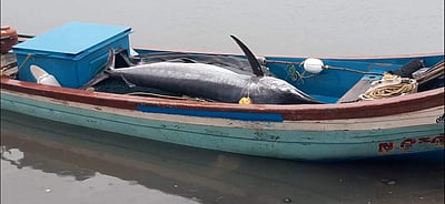 நாகை மீனவர் வலையில் சிக்கிய 12 அடி நீள மீன் 