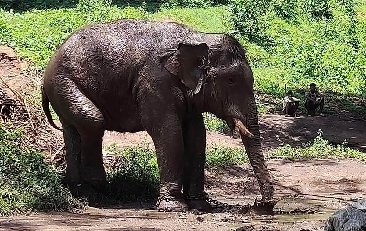 கூண்டிலிருந்து வெளியே வந்த அரசி ராஜா - புகைப்படங்கள்