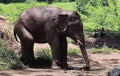 கூண்டிலிருந்து வெளியே வந்த அரசி ராஜா - புகைப்படங்கள்