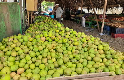 ஆடிப்பெருக்கு: பேரிக்காய் விற்பனை மும்முரம்