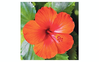 கை வைத்தியம்!