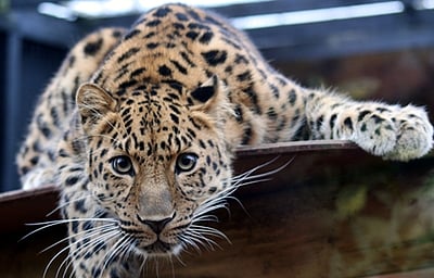 குஜராத்: சிறுத்தை தாக்கியதில் 7 வயது சிறுமி பலி! 