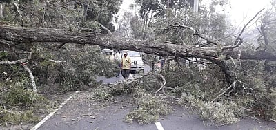 கொடைக்கானலில் பலத்த காற்று: ஏரிச்சாலையில் மரம் விழுந்து போக்குவரத்து பாதிப்பு
