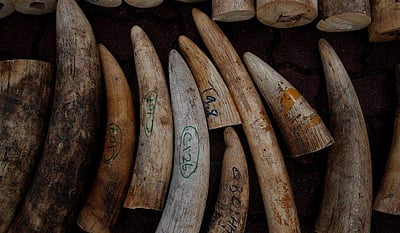 சிங்கப்பூரில் அழிக்கப்பட்ட 8 டன் கடத்தல் யானைத் தந்தங்கள்