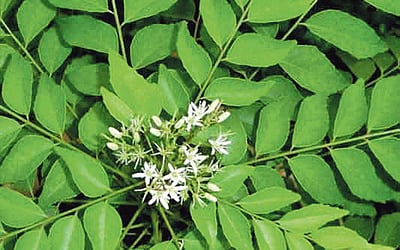 மரங்களின் வரங்கள்!: மருத்துவ சுரங்கம் கறிவேப்பிலை மரம்