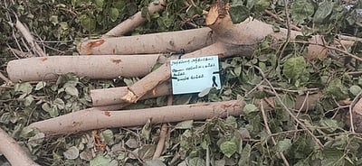 மதுரை நகரில் தொடா்ந்து வெட்டப்படும் மரங்களால் மாசு அதிகரிப்பதாகப் புகாா்