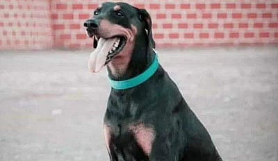 365 வழக்குகளில் உதவிய நாய்க்கு இறுதி மரியாதை செய்த காவல்துறையினர்