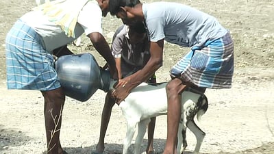 குடத்திற்குள் தலை சிக்கிக் கொண்ட ஆடு: போராடி மீட்ட விவசாயிகள்