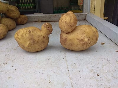 கொடைக்கானலில் கோழிக்குஞ்சு  உருவத்தில் உருளைகிழங்கு