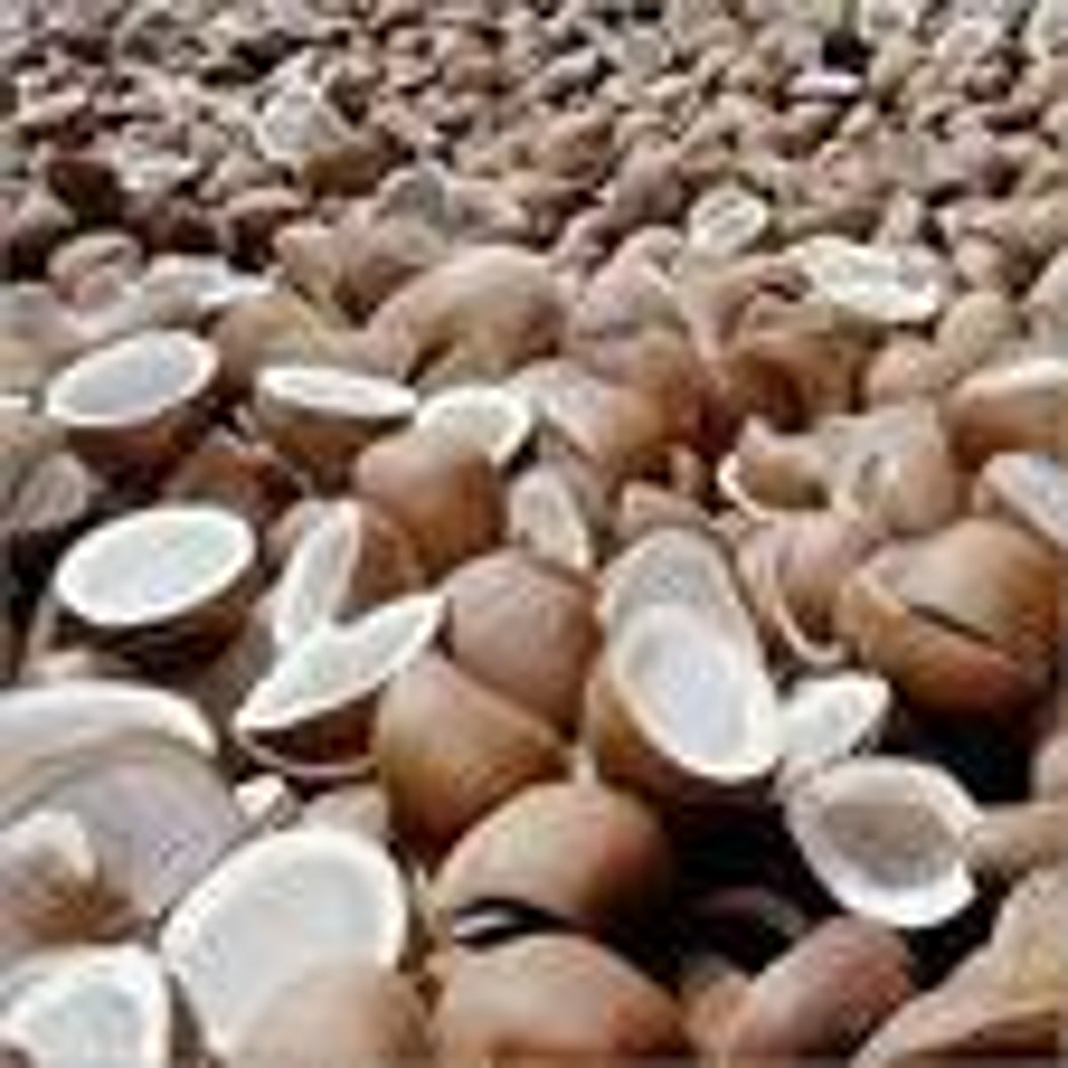 கொள்முதல் நிலையமின்றி தவிக்கும் தென்னை விவசாயிகள்!