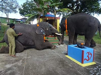 விநாயகர் சதுர்த்தி விழா: முதுமலை புலிகள் காப்பகத்தில் யானைகள் மணியாட்டி, பூஜை செய்து மண்டியிட்டு வணங்கின