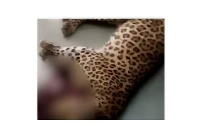 உத்தரகண்ட்: குழந்தையைக் கொன்ற சிறுத்தை சுட்டுக் கொல்லப்பட்டது