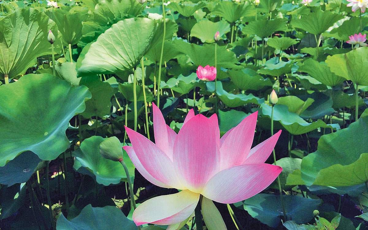 நீர்வாழ் தாவரங்களுக்கான பூங்கா!