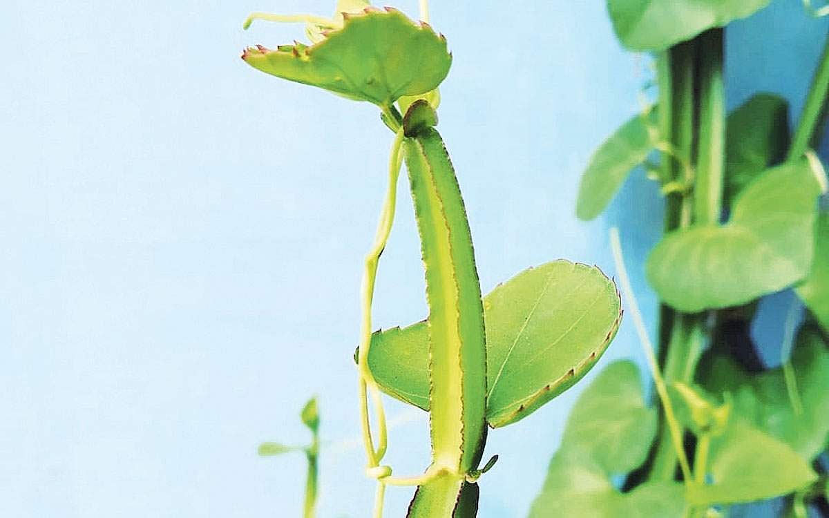 உணவாகவும் மருந்தாகவும் பயன்படும் பிரண்டை!