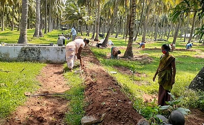 கரோனா முடக்கத்துக்குப் பின் நூறு நாள் வேலைக்கு வருவோரின் எண்ணிக்கை அதிகரிப்பு