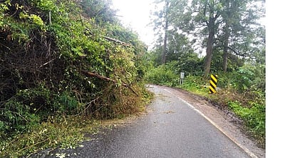 தொடா்மழை: ஏற்காடு - குப்பனூா்  சாலையில் மரங்கள் சாய்ந்தன