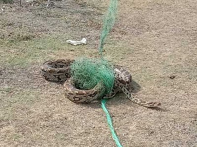 ராஜபாளையம் அருகே குளத்தில் பிடிபட்ட7-ஆவது மலைப்பாம்பு